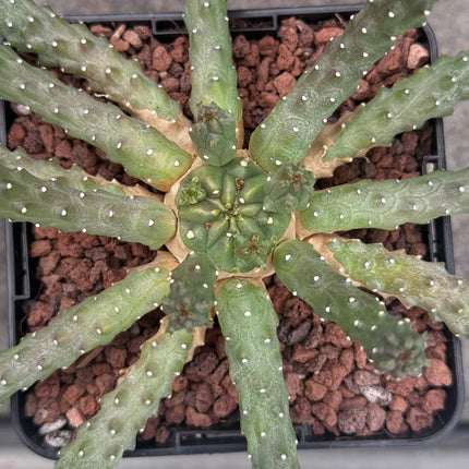 Euphorbia huttonae