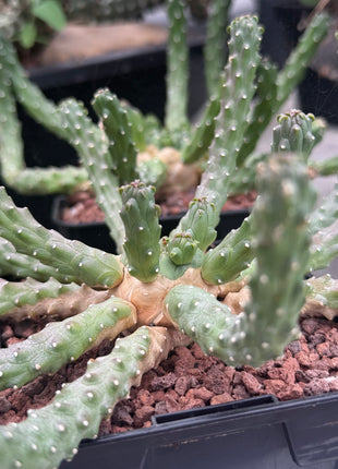 Euphorbia huttonae