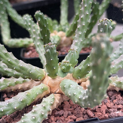 Euphorbia huttonae