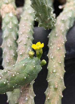 Euphorbia huttonae
