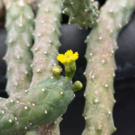 Euphorbia huttonae