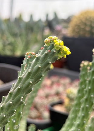 Euphorbia huttonae