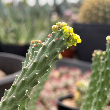 Euphorbia huttonae
