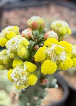 Euphorbia huttonae