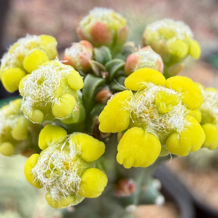Euphorbia huttonae