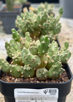 Bolivian Cumulopuntia