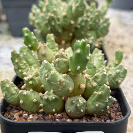 Bolivianische Cumulopuntia