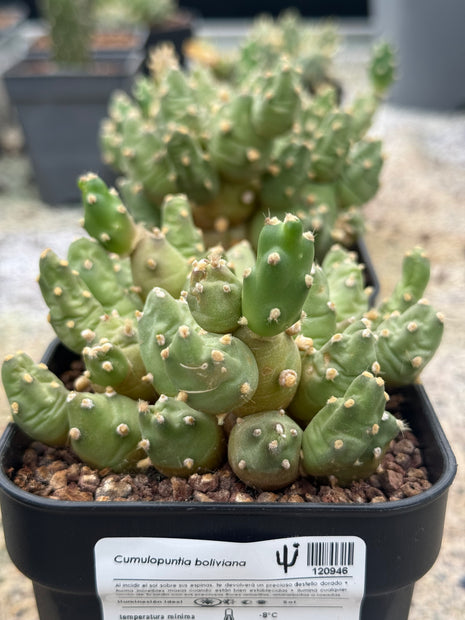 Cumulopuntia boliviana