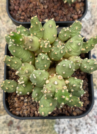 Bolivian Cumulopuntia
