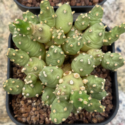 Bolivianische Cumulopuntia