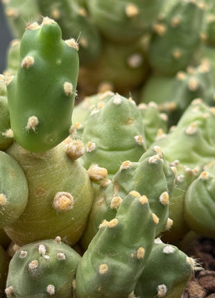 Bolivian Cumulopuntia