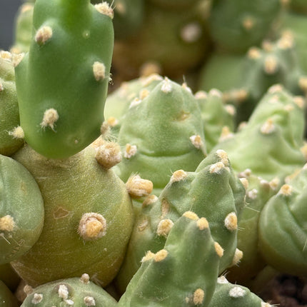Bolivianische Cumulopuntia