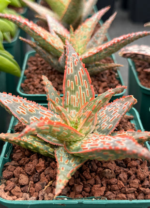 Aloe ‘Gargoyle’