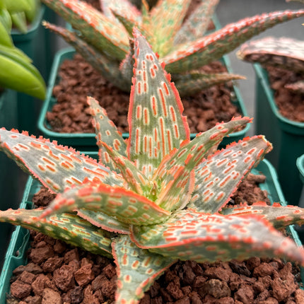 Aloe ‘Gargoyle’