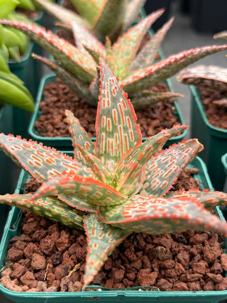 Aloe ‘Gargoyle’
