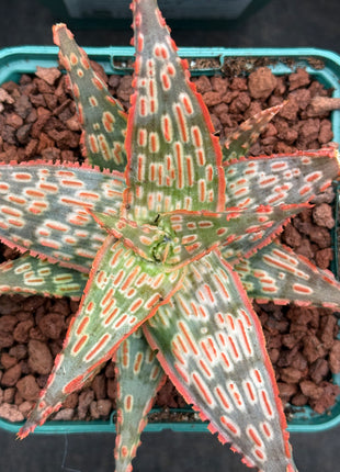 Aloe ‘Gargoyle’