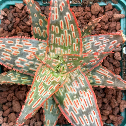 Aloe ‘Gargoyle’