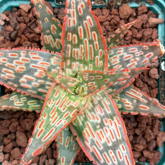 Aloe ‘Gargoyle’