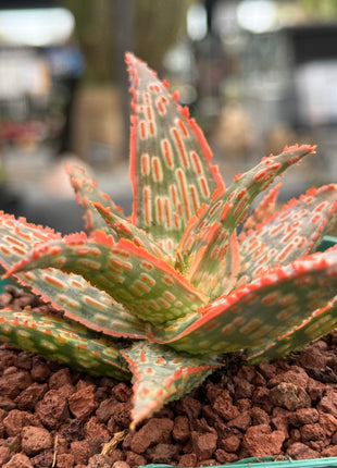 Aloe ‘Gargoyle’