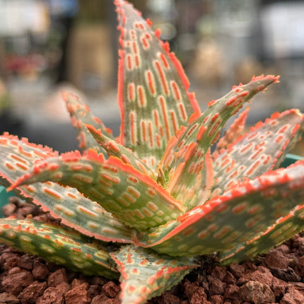 Aloe ‘Gargoyle’
