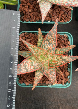 Aloe ‘Gargoyle’