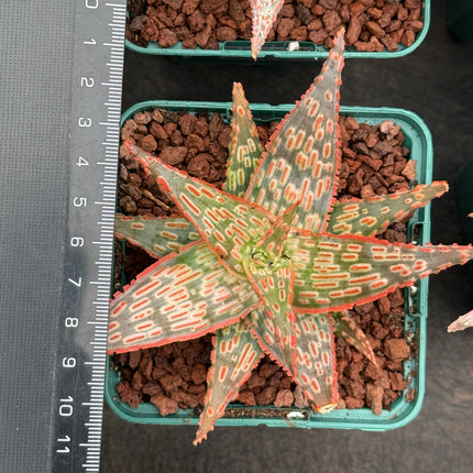 Aloe ‘Gargoyle’