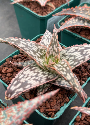 Aloe 'Bright Star'