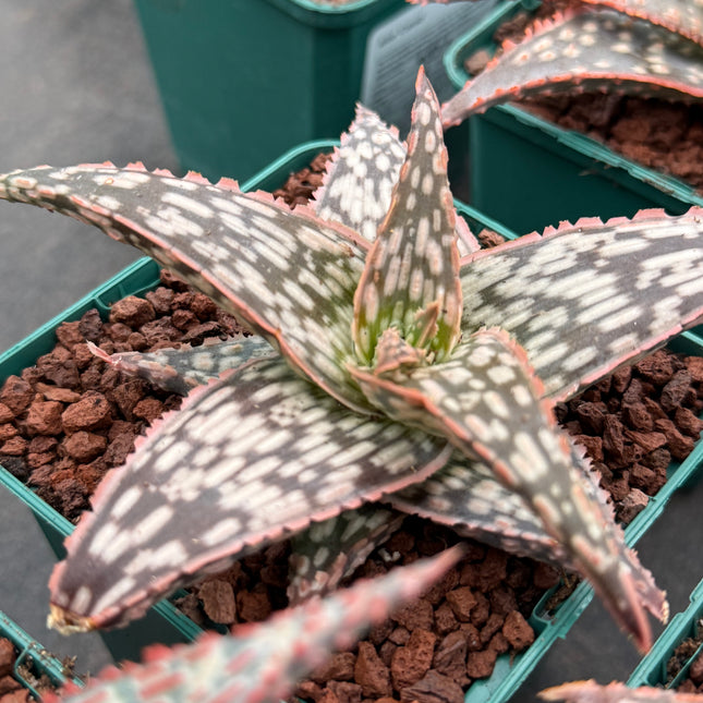 Aloe ‘Bright Star’