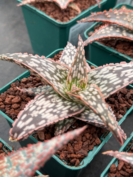 Aloe ‘Bright Star’