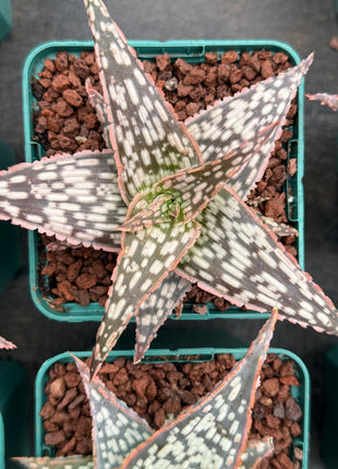 Aloe 'Bright Star'
