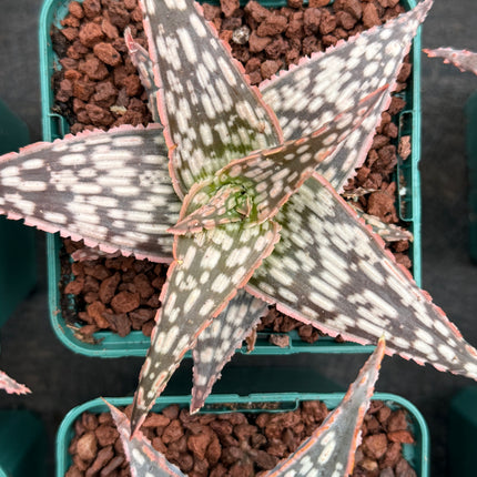 Aloe ‘Bright Star’