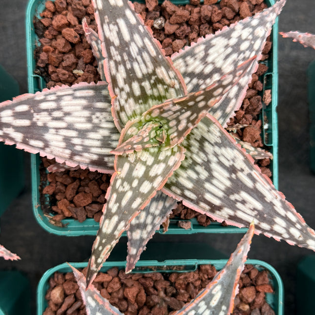 Aloe ‘Bright Star’