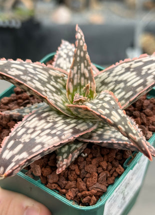 Aloe 'Bright Star'