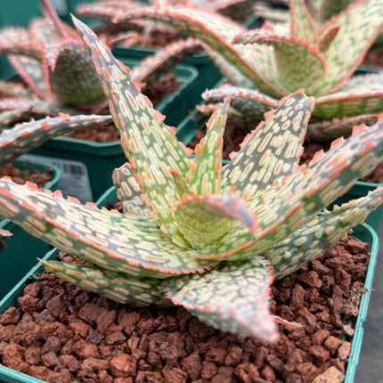 Aloe ‘Firecracker’