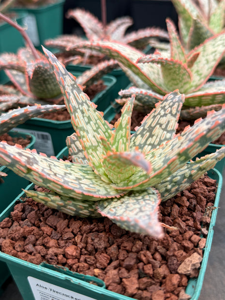 Aloe ‘Firecracker’