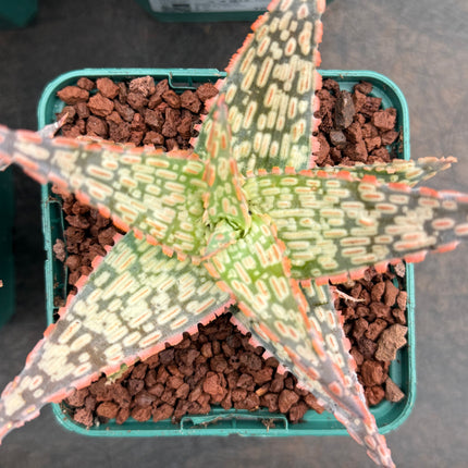 Aloe ‘Firecracker’