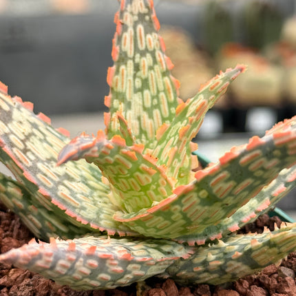 Aloe ‘Firecracker’