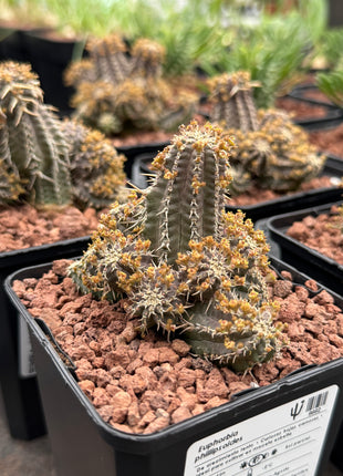 Euphorbia phillipsoides