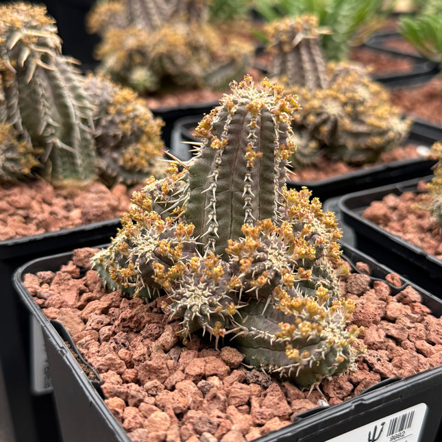 Euphorbia phillipsoides