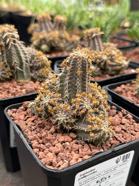 Euphorbia phillipsoides