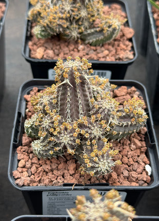 Euphorbia phillipsoides