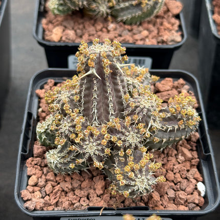 Euphorbia phillipsoides