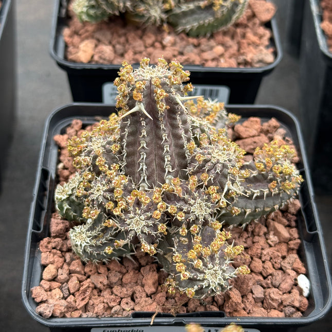 Euphorbia phillipsoides