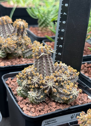 Euphorbia phillipsoides