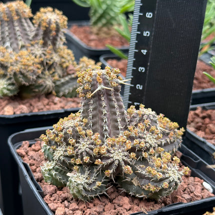 Euphorbia phillipsoides