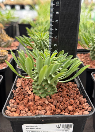 Euphorbia 'Sotetsu Kirin'
