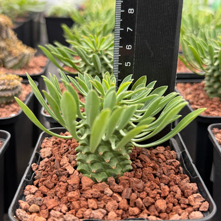 Euphorbia 'Sotetsu Kirin'