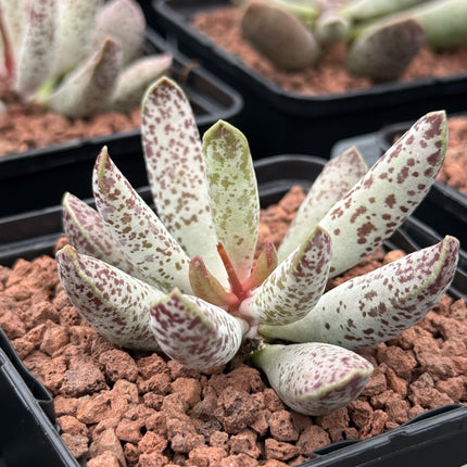 Adromischus filicaulis spp. filicaulis