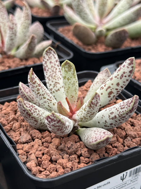 Adromischus filicaulis spp. filicaulis