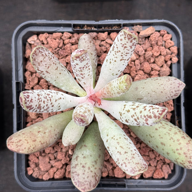 Adromischus filicaulis spp. filicaulis